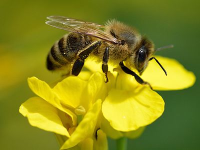 Bienenfreundliche „eh da Flächen“ für Prien