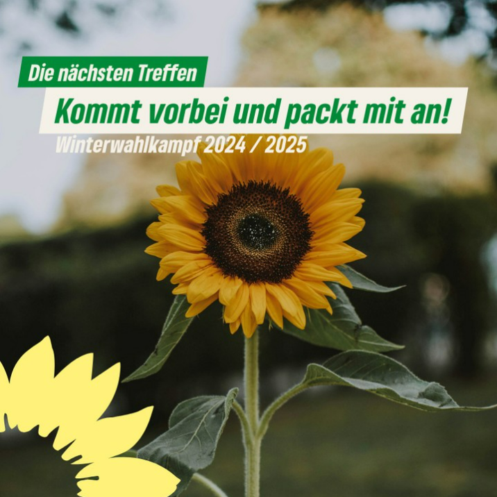 Sonnenblume im Fokus