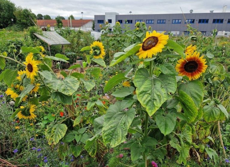 Umweltlehrstunde im Priener Gemeinschaftsgarten